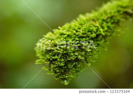Hanging green feather-moss grows on a branch in the rainforest. Hanging green feather-moss grows on a branch in the rainforest. 121573104