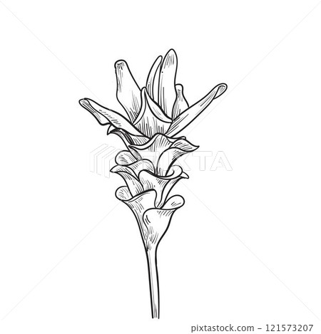 Siam tulip tropical flower hand drawn 121573207