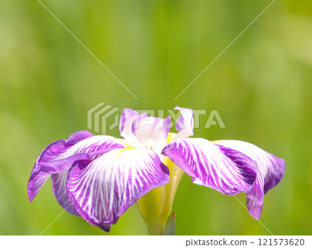 Beautiful irises bathed in sunlight 121573620