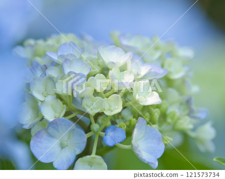 年輕的繡球花 年輕的繡球花 121573734