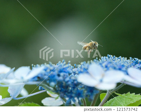 蜜蜂飛過繡球花 蜜蜂飛過繡球花 121573742
