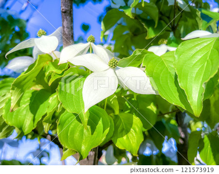 Spring sunshine and dogwood flowers. 121573919