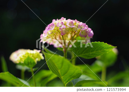 繡球 繡球 121573994