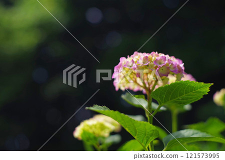 繡球 121573995