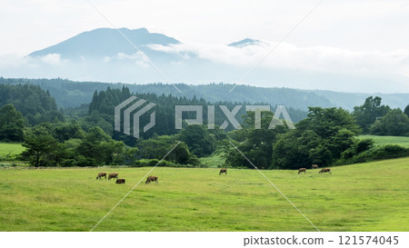 高原牧場(蒜山高原)上放牧的乳牛 高原牧場(蒜山高原)上放牧的乳牛 121574045
