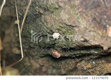 Baby wild shiitake mushrooms born from rotting wood in a felled forest (young mushrooms, natural light + strobe, macro close-up) Baby wild shiitake mushrooms born from rotting wood in a felled forest (young mushrooms, natural light + strobe, macro close-up) 121574070