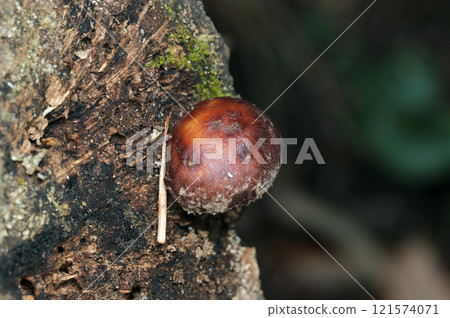 Young wild shiitake mushrooms growing on rotting wood in a felled forest (natural light + strobe, macro close-up) 121574071