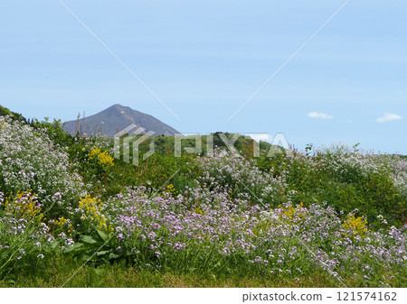 開滿淡紫色、黃色野花的山丘和積雪皚皚的磐梯山,在藍天的襯托下顯得雄偉美麗。 開滿淡紫色、黃色野花的山丘和積雪皚皚的磐梯山,在藍天的襯托下顯得雄偉美麗。 121574162