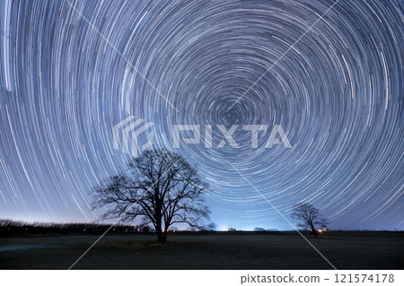 Japanese elm tree and star trails Japanese elm tree and star trails 121574178