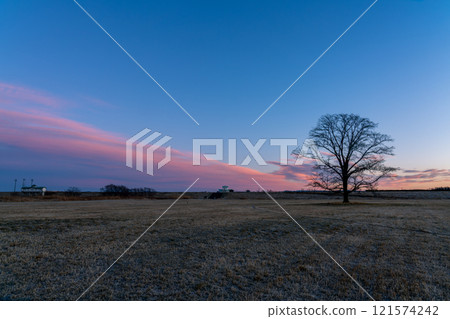 Japanese elm tree and sunrise Japanese elm tree and sunrise 121574242