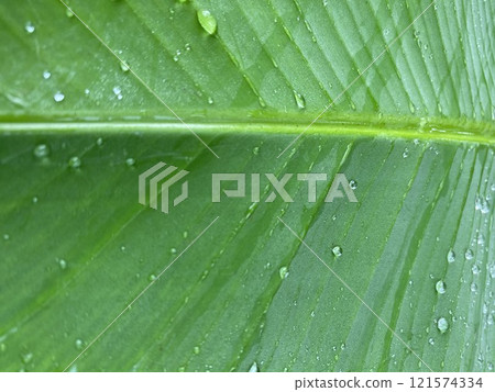 Close up of green banana leaf with water droplets, nature background 121574334