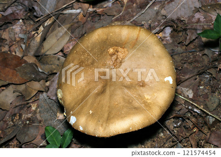 The top of a large yellow-brown boletus mushroom (strobe + macro photography) The top of a large yellow-brown boletus mushroom (strobe + macro photography) 121574454