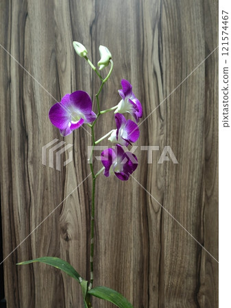 purple orchid on wooden background 121574467