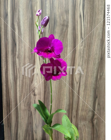 fuchia orchid on wooden background 121574468