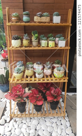 various succulents in pots 121574475