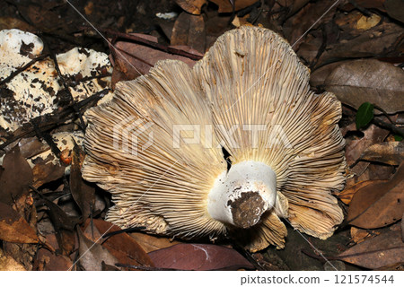 樹林落葉上的紅菇(後折、石頭突出、閃光燈+微距攝影) 樹林落葉上的紅菇(後折、石頭突出、閃光燈+微距攝影) 121574544