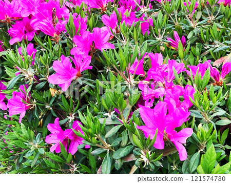 Focus on the center of the image to capture the dense pink flowers of azaleas in the season of fresh greenery. Focus on the center of the image to capture the dense pink flowers of azaleas in the season of fresh greenery. 121574780