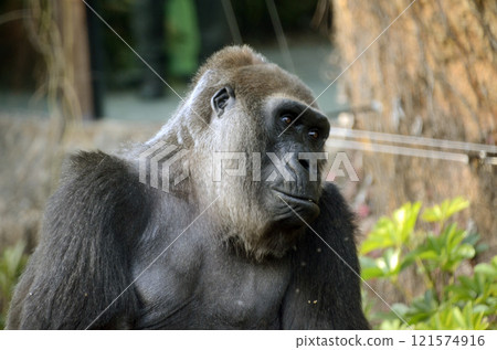 Gorilla 121574916