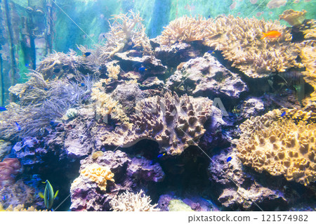 Close-up of corals at the National Museum of Marine Biology and Aquarium in Kenting National Park of Pingtung, Taiwan. Close-up of corals at the National Museum of Marine Biology and Aquarium in Kenting National Park of Pingtung, Taiwan. 121574982