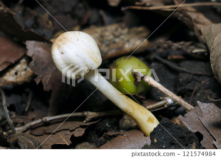 A young egg-shaped white Agaricaceae mushroom before its cap opens (natural light + strobe, macro close-up) A young egg-shaped white Agaricaceae mushroom before its cap opens (natural light + strobe, macro close-up) 121574984