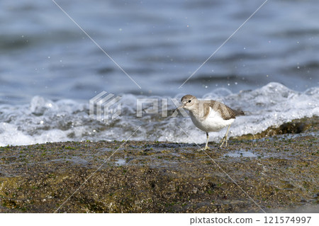 影子你的微笑 121574997