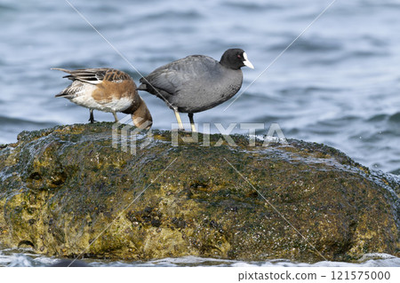 Oh van Oh van 121575000