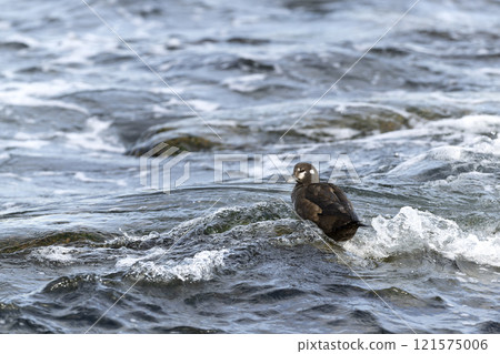 Shinoligamo Shinoligamo 121575006