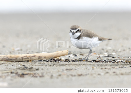 Shiitake Shiitake 121575025