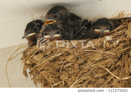 4隻燕子雛鳥，初夏 121575082