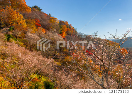 A view of the combination of winter cherry blossoms in full bloom and autumn leaves from the hill of Sakurayama Park, a famous spot for winter cherry blossoms in Sanbagawa, Fujioka City, Gunma Prefecture. 121575133