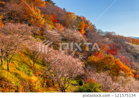 A view of the combination of winter cherry blossoms in full bloom and autumn leaves from the hill of Sakurayama Park, a famous spot for winter cherry blossoms in Sanbagawa, Fujioka City, Gunma Prefecture. A view of the combination of winter cherry blossoms in full bloom and autumn leaves from the hill of Sakurayama Park, a famous spot for winter cherry blossoms in Sanbagawa, Fujioka City, Gunma Prefecture. 121575134