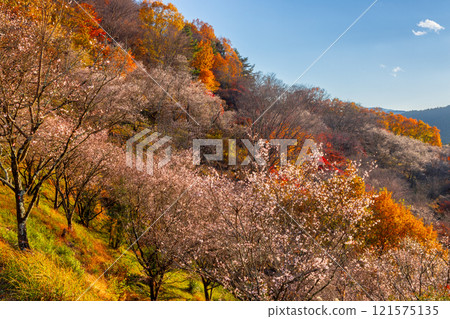 從群馬縣藤岡市三波川的冬櫻花名勝櫻山公園的山上眺望，冬櫻花與秋葉的結合。 121575135