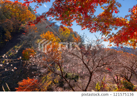 從群馬縣藤岡市三波川的冬櫻花名勝櫻山公園的山上眺望,冬櫻花與秋葉的結合。 從群馬縣藤岡市三波川的冬櫻花名勝櫻山公園的山上眺望,冬櫻花與秋葉的結合。 121575136