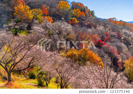 從群馬縣藤岡市三波川的冬櫻花名勝櫻山公園的山上眺望，冬櫻花與秋葉的結合。 121575140