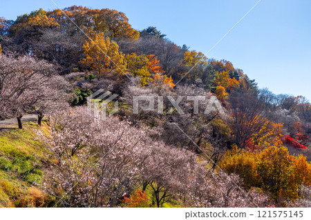 從群馬縣藤岡市三波川的冬櫻花名勝櫻山公園的山上眺望,冬櫻花與秋葉的結合。 從群馬縣藤岡市三波川的冬櫻花名勝櫻山公園的山上眺望,冬櫻花與秋葉的結合。 121575145