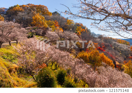 從群馬縣藤岡市三波川的冬櫻花名勝櫻山公園的山上眺望，冬櫻花與秋葉的結合。 121575148