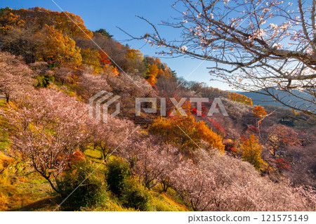 從群馬縣藤岡市三波川的冬櫻花名勝櫻山公園的山上眺望，冬櫻花與秋葉的結合。 121575149