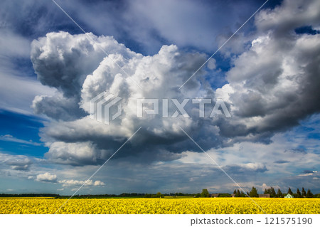A Dramatic Sky Filled with Clouds Over Beautiful Yellow Fields That Captivates the Senses A Dramatic Sky Filled with Clouds Over Beautiful Yellow Fields That Captivates the Senses 121575190
