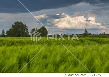 A lush green wheat field is beautifully set and fully prepared for the upcoming harvest 121575195