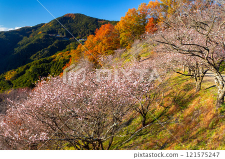 A view of the combination of winter cherry blossoms in full bloom and autumn leaves from the hill of Sakurayama Park, a famous spot for winter cherry blossoms in Sanbagawa, Fujioka City, Gunma Prefecture. 121575247