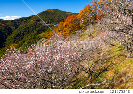 A view of the combination of winter cherry blossoms in full bloom and autumn leaves from the hill of Sakurayama Park, a famous spot for winter cherry blossoms in Sanbagawa, Fujioka City, Gunma Prefecture. 121575248
