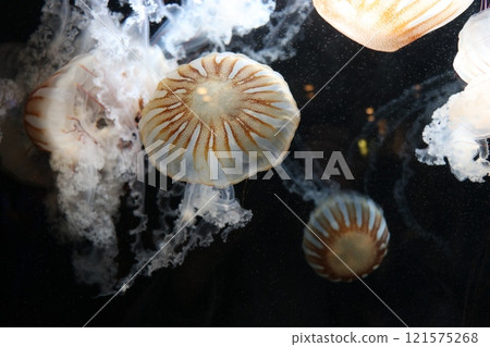 鹿兒島縣鹿兒島市Io World鹿兒島水族館 121575268