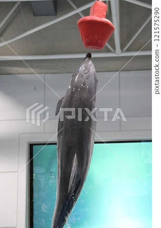 鹿兒島縣鹿兒島市Io World鹿兒島水族館 121575290