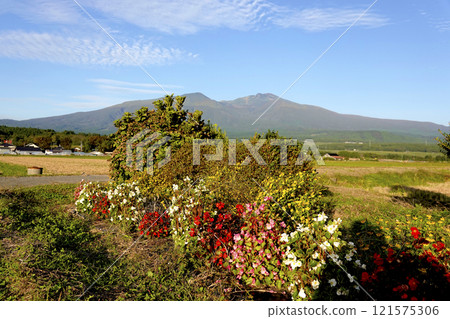 A view of the flowers along the footpath and Mt. Chokai in the distance A view of the flowers along the footpath and Mt. Chokai in the distance 121575306