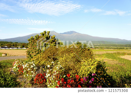A view of the flowers along the footpath and Mt. Chokai in the distance A view of the flowers along the footpath and Mt. Chokai in the distance 121575308