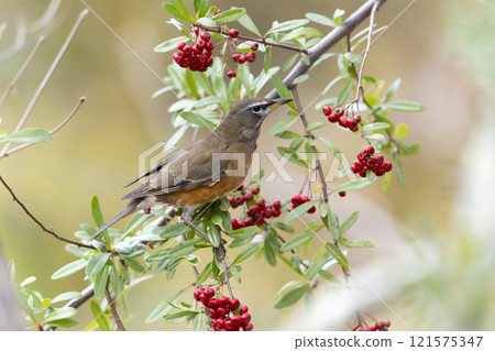 Mamijachinai 121575347