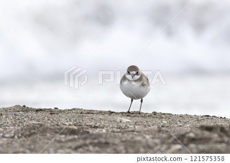 蒙古沙鴴 蒙古沙鴴 121575358