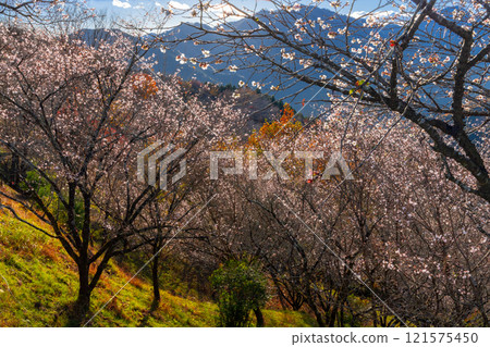 A view of the combination of winter cherry blossoms in full bloom and autumn leaves from the hill of Sakurayama Park, a famous spot for winter cherry blossoms in Sanbagawa, Fujioka City, Gunma Prefecture. 121575450
