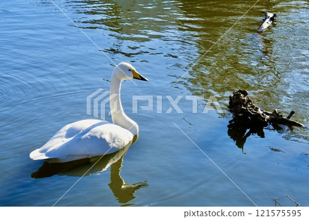 Cute swan floating on the water Furuki Cute swan floating on the water Furuki 121575595