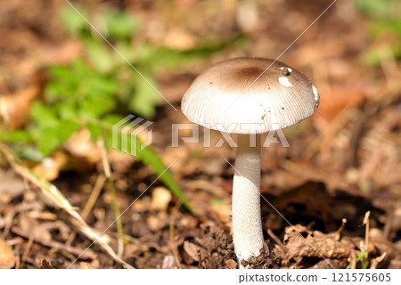 Amanita phalloides mushroom on the soil of a bright woodland (macrophotography under clear skies) Amanita phalloides mushroom on the soil of a bright woodland (macrophotography under clear skies) 121575605